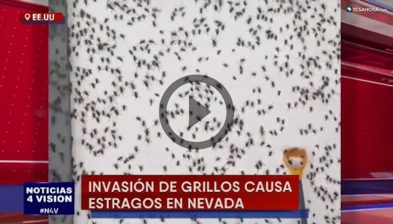 Invasión de grillos deja estragos en Nevada, Estados Unidos.