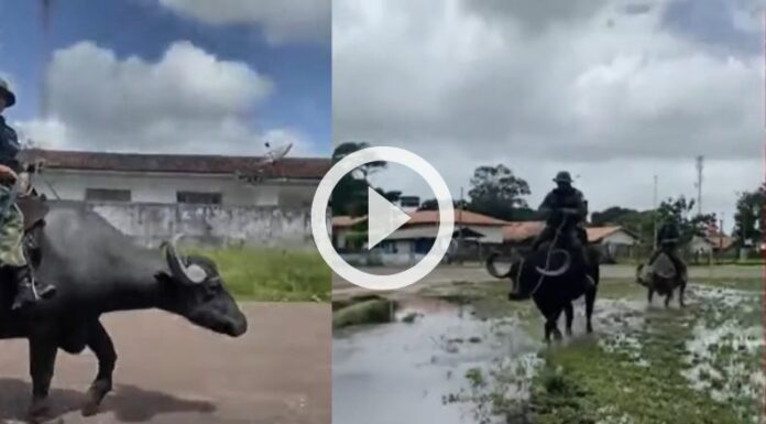 Búfalos de agua patrullan por las calles de Brasil.