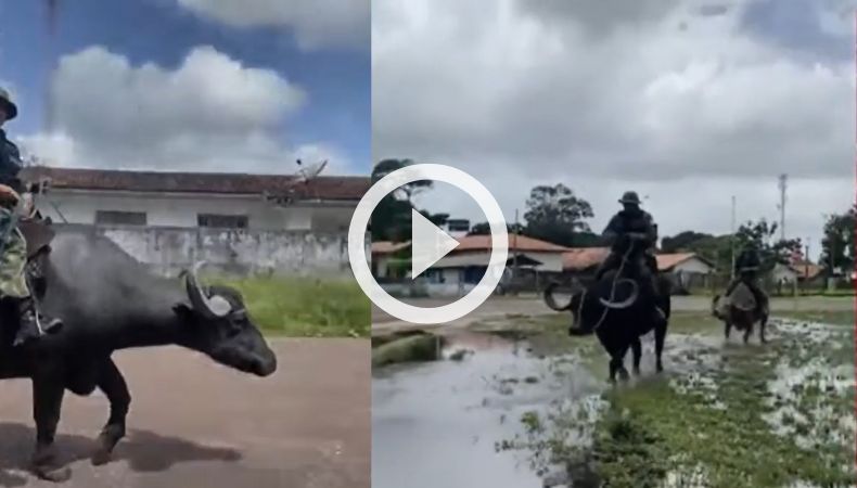 Búfalos de agua patrullan por las calles de Brasil.