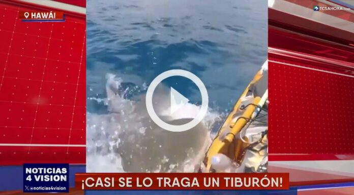 Tiburón ataca a un pescador en Hawái.