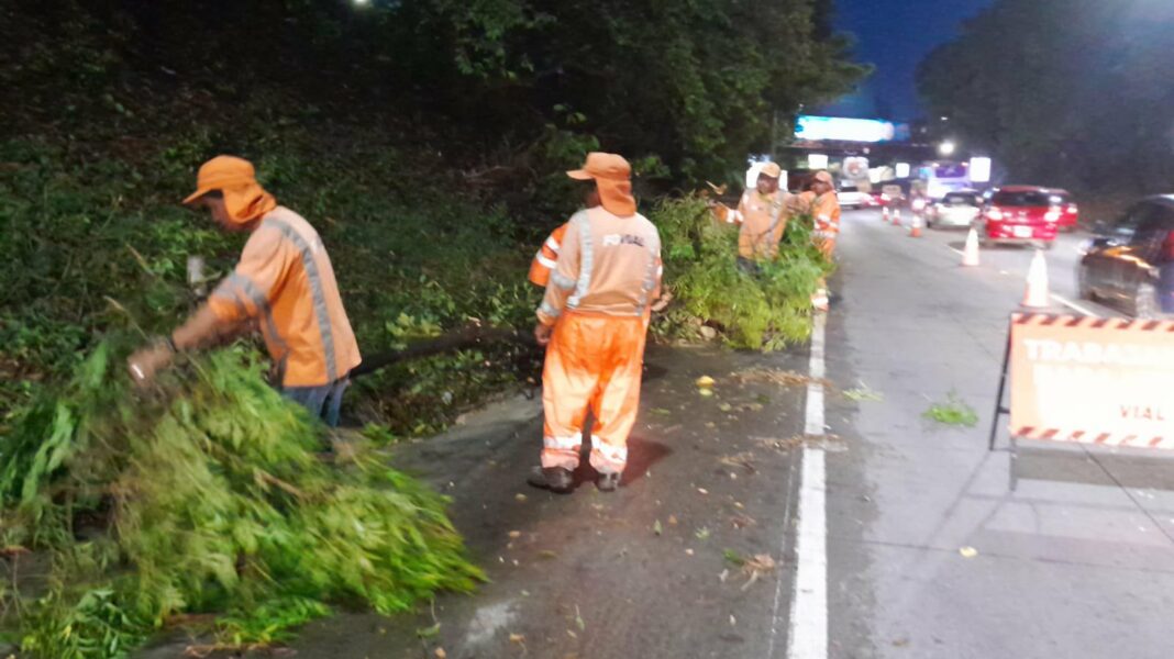 Retiran árbol a la altura de El Trébol, La Libertad