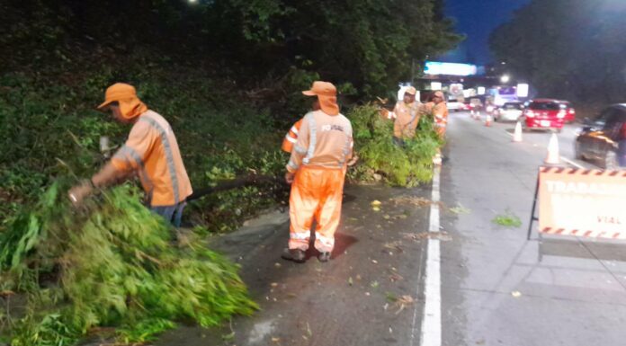 Retiran árbol a la altura de El Trébol, La Libertad