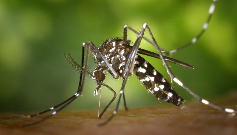 Aumento de casos de dengue genera alarma en Miami, Florida.