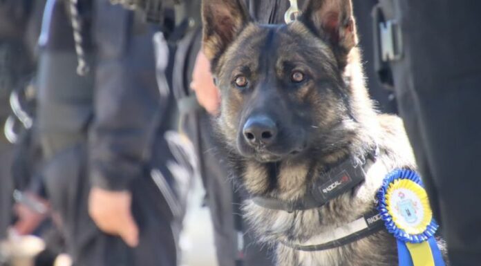 Condecoran a canes militares por sus destacadas intervenciones