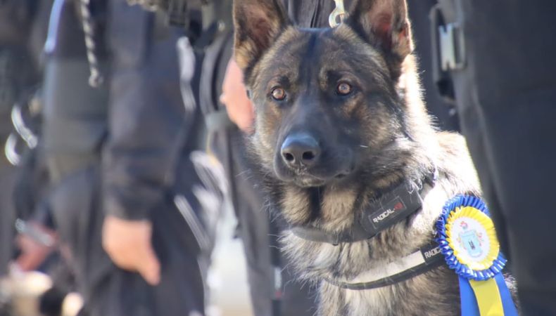 Condecoran a canes militares por sus destacadas intervenciones