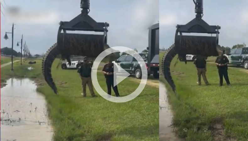 [Video] Texas: Remueven un caimán con la ayuda de un camión