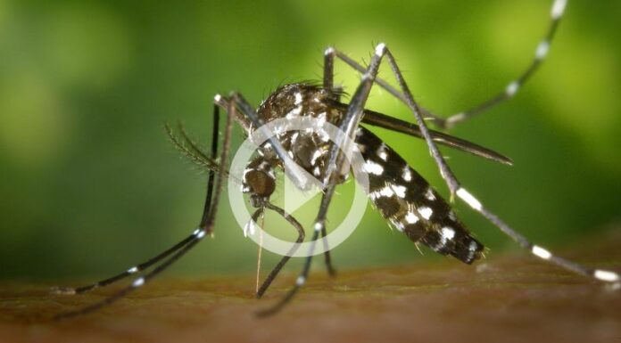 Sigue registrándose un incremento de casos de dengue