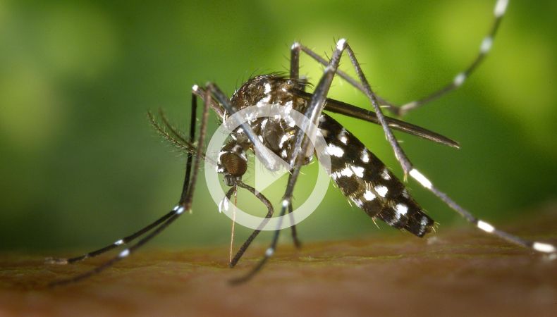 Sigue registrándose un incremento de casos de dengue