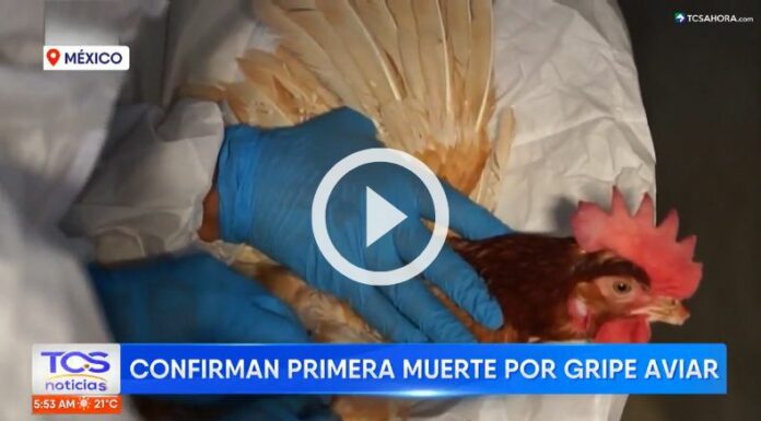 OMS confirma la primera muerte humana por gripe aviar en México.