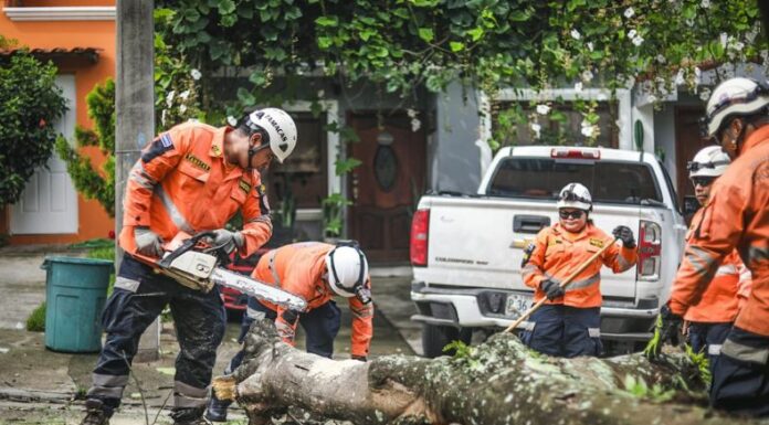 Remueven árbol caído sobre la quinta calle Oriente