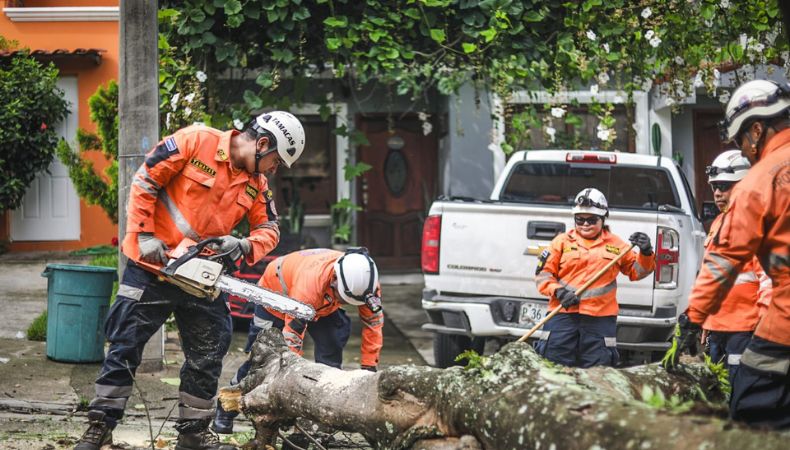 Remueven árbol caído sobre la quinta calle Oriente
