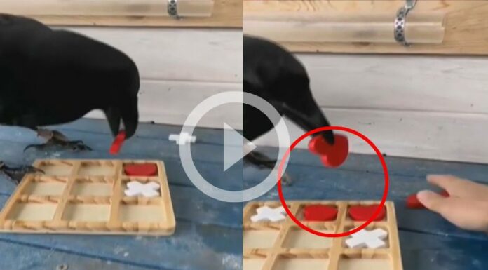 [Video] ¡Increíble: Un cuervo juega a la perfección X-O!