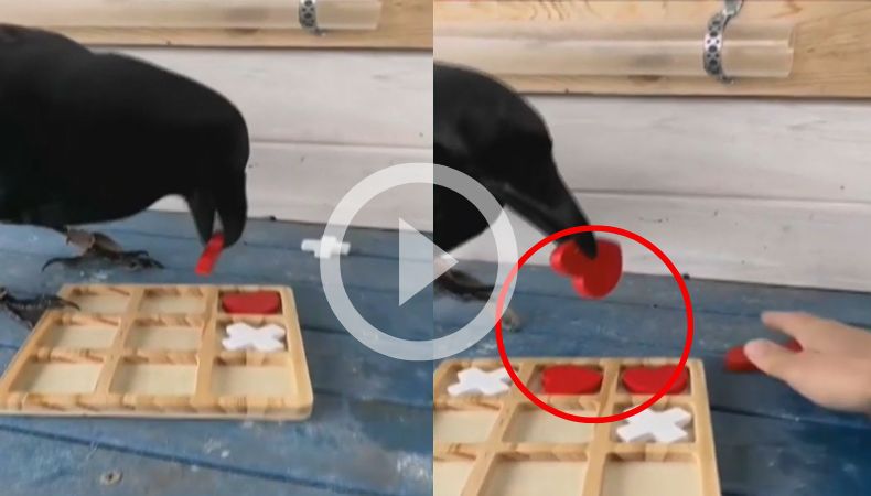 [Video] ¡Increíble: Un cuervo juega a la perfección X-O!