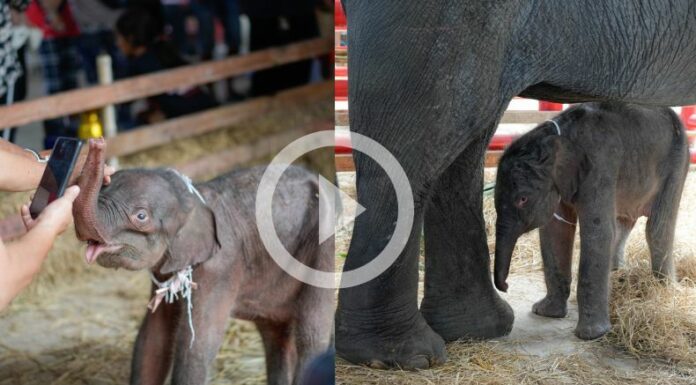 ¡Ternura al doble: Nacen dos elefantes gemelos en Tailandia!