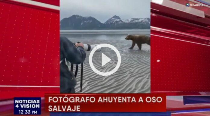Fotógrafo logra ahuyentar a enorme oso pardo.