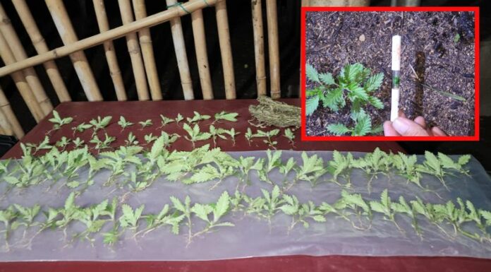 Localizan una plantación de marihuana en Santa Ana