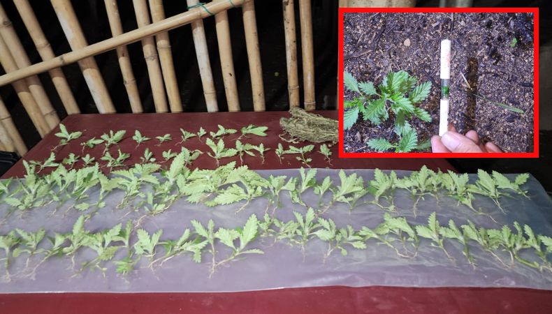 Localizan una plantación de marihuana en Santa Ana