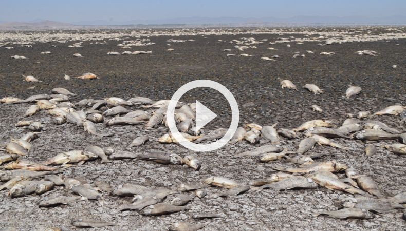Miles de peces mueren a causa de la sequía en el norte de México.