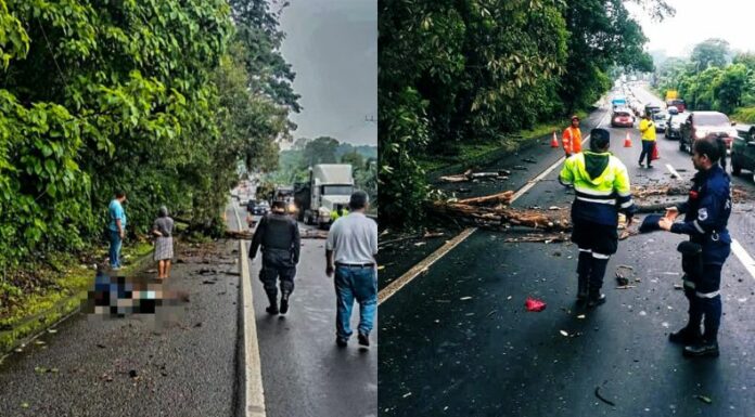 Motociclista es impactado por la caída de un árbol