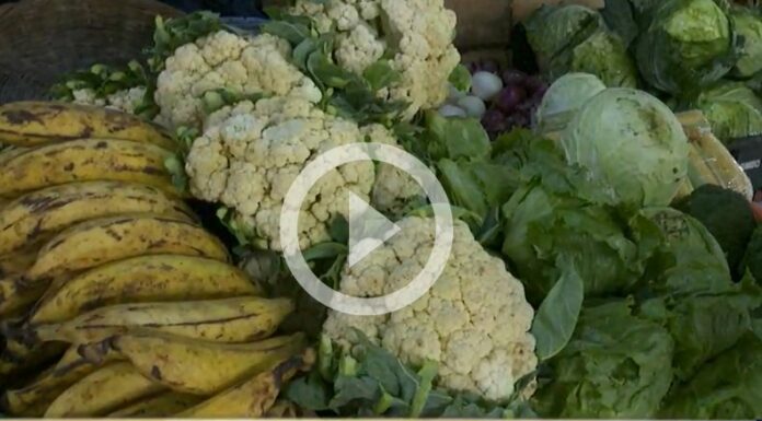 ¿Cómo proteger sus alimentos de las bacterias en época lluviosa?