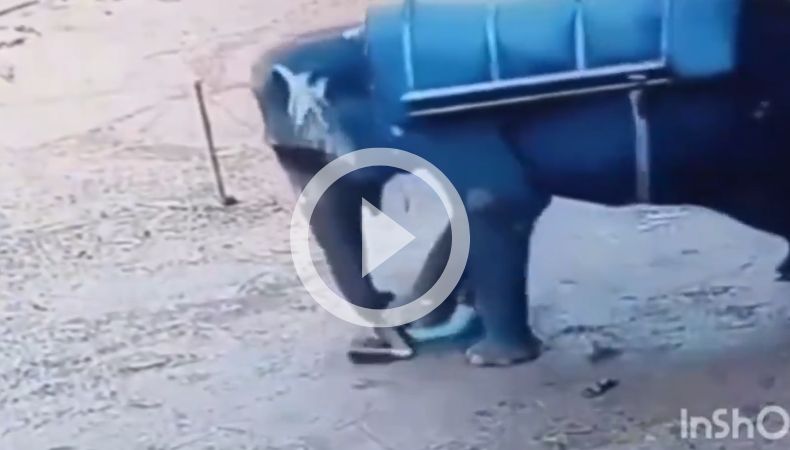 ¡De impacto, un hombre muere aplastado por un elefante!