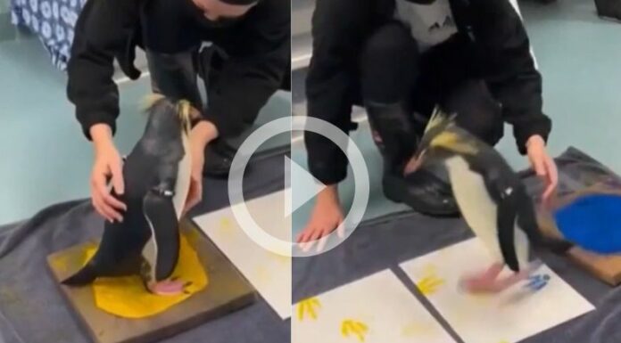 [Video] ¡Pingüino crea obras de arte únicas!