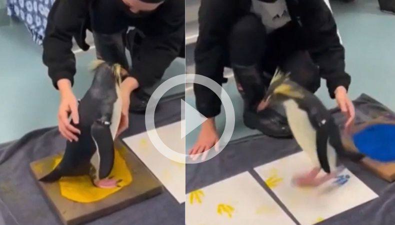 [Video] ¡Pingüino crea obras de arte únicas!