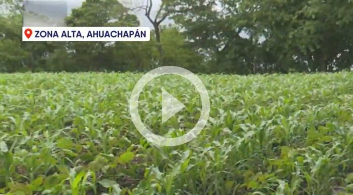 Cultivos de la zona alta de Ahuachapán se han beneficiado con las lluvias