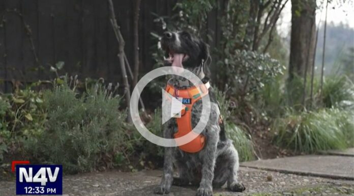 ¡Suki es una perrita que detecta fugas de agua en Chile!