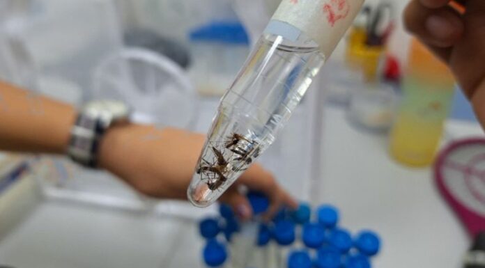 UES desarrolla investigación sobre el dengue y el zancudo