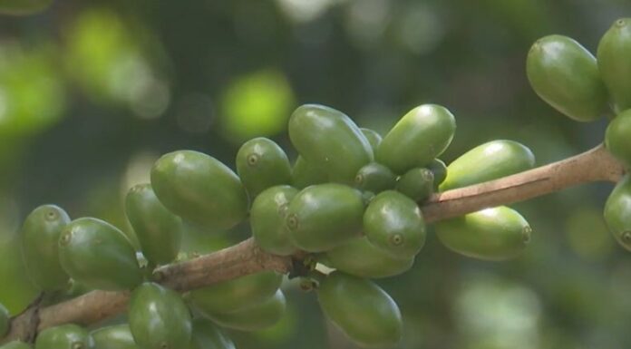 Existe poco interés para trabajar en la corta de café
