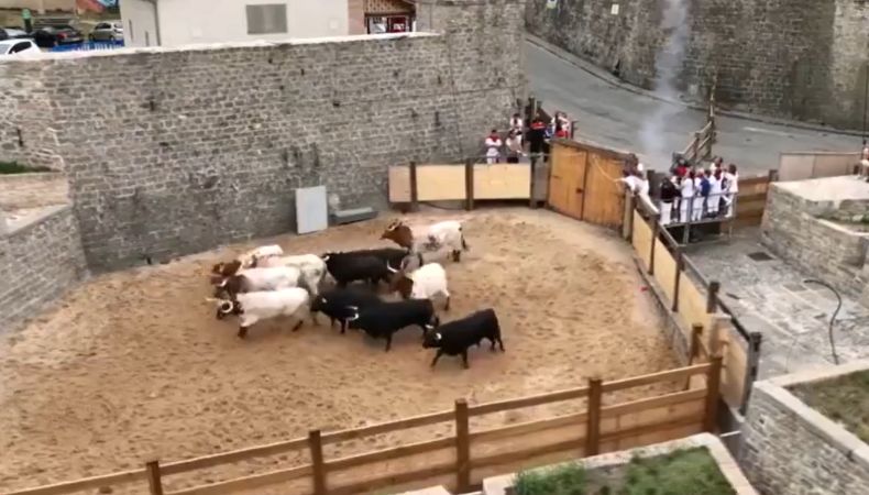 España: Encierros de toros de Fiesta de San Fermín deja heridos