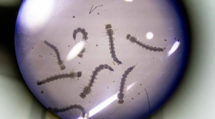 ¿Qué son los serotipos de dengue?