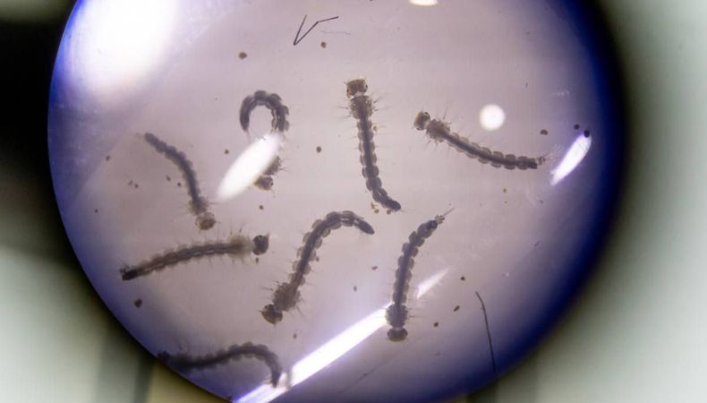 ¿Qué son los serotipos de dengue?