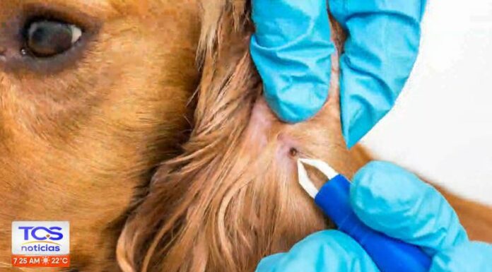 ¿Cuáles son los riesgos una picadura por garrapatas?