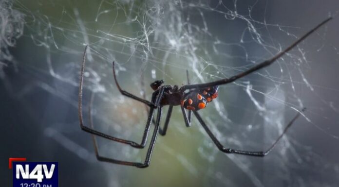 Araña viuda negra