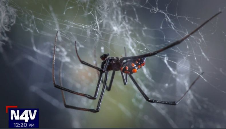 Araña viuda negra