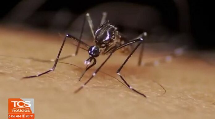 ¿Cuáles son las diferencias entre dengue, el zika y el chikungunya?