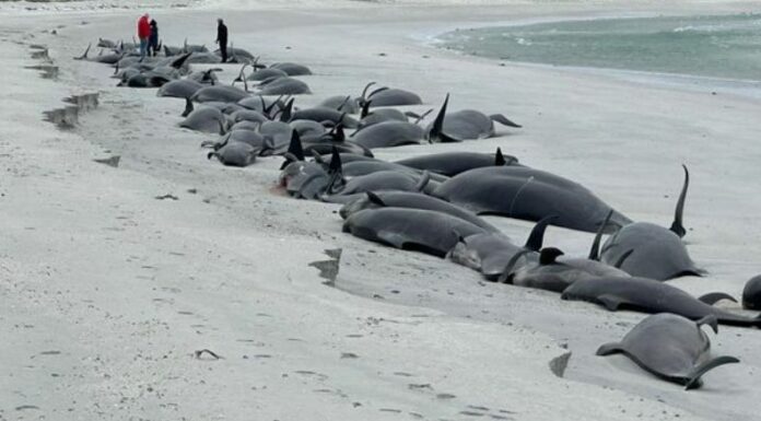 Decenas de ballenas muertas en la costa noreste de Escocia