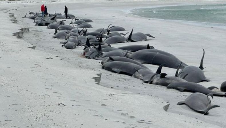 Decenas de ballenas muertas en la costa noreste de Escocia Decenas de ballenas muertas en la costa noreste de Escocia