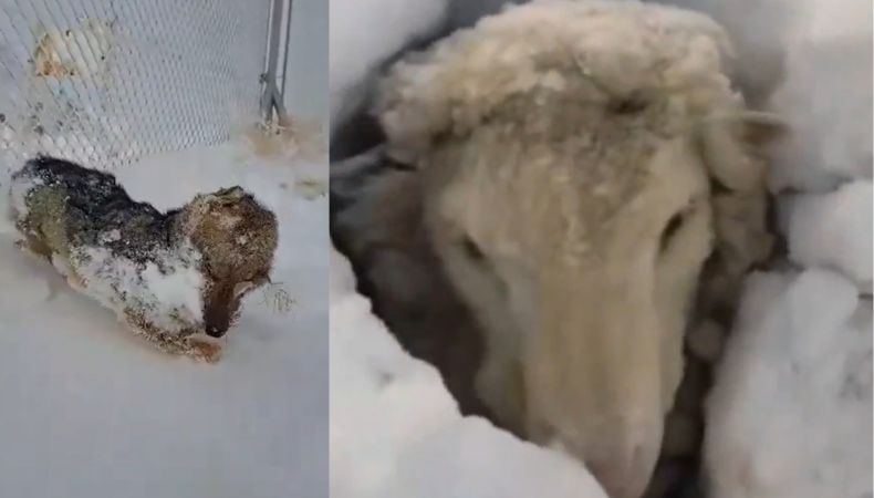 [Video] Animales mueren congelados por ola polar en Argentina