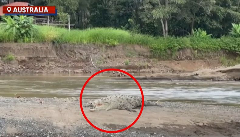 Australia impulsa medidas para controlar proliferación de cocodrilos