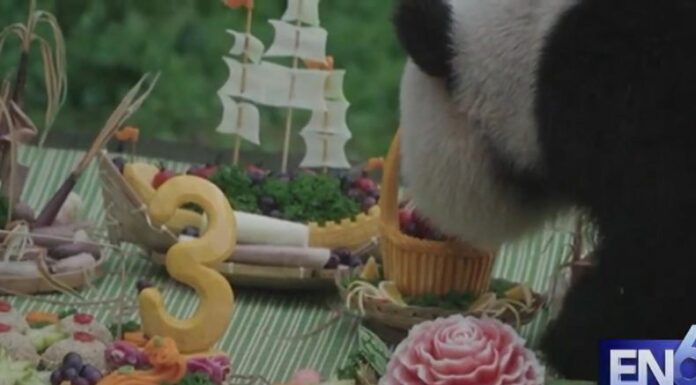[Video] Celebran el tercer cumpleaños de un oso panda en China