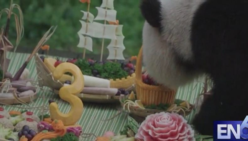 [Video] Celebran el tercer cumpleaños de un oso panda en China