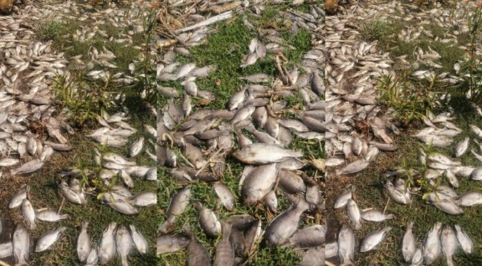 México: ¡Miles de peces tilapias muertas en el río Santiago!