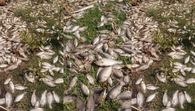 México: ¡Miles de peces tilapias muertas en el río Santiago!