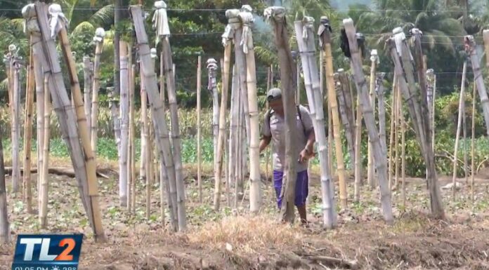 ¿Cuál es la producción agrícola en el Valle de Zapotitán?