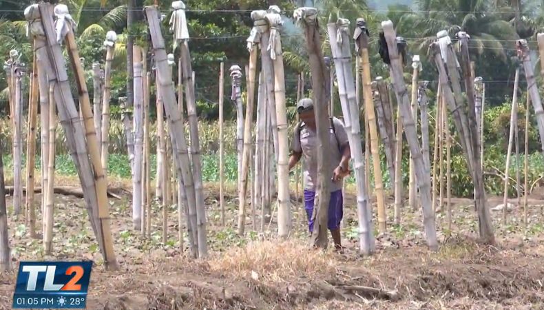 ¿Cuál es la producción agrícola en el Valle de Zapotitán?
