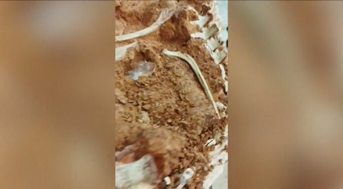 [Video] Aparecen restos de un fósil en Brasil tras intensas lluvias