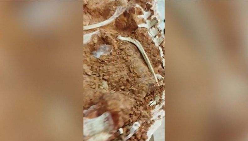 [Video] Aparecen restos de un fósil en Brasil tras intensas lluvias